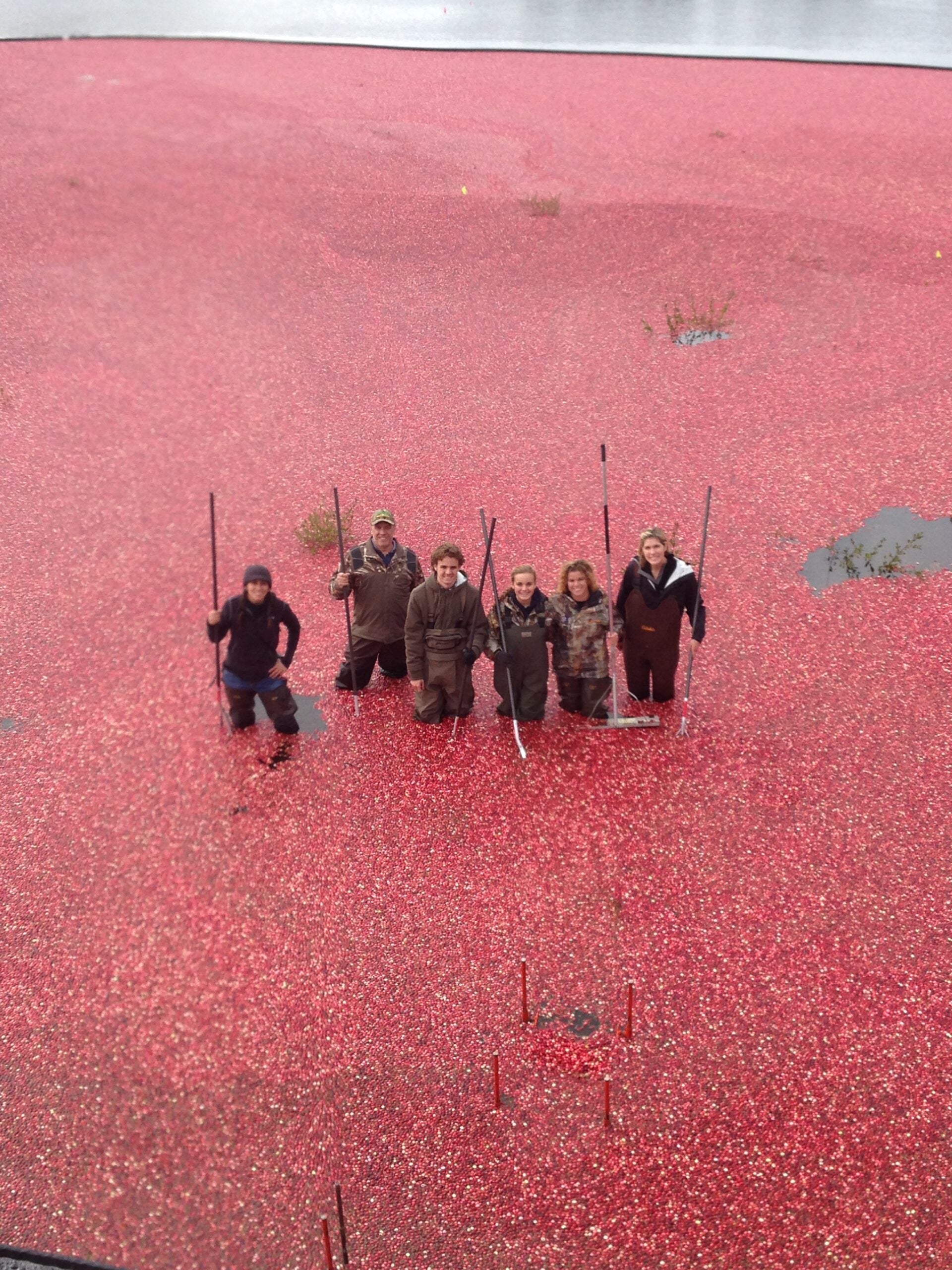 5 Massachusetts Cranberry Bog Tours You Can Take This Fall