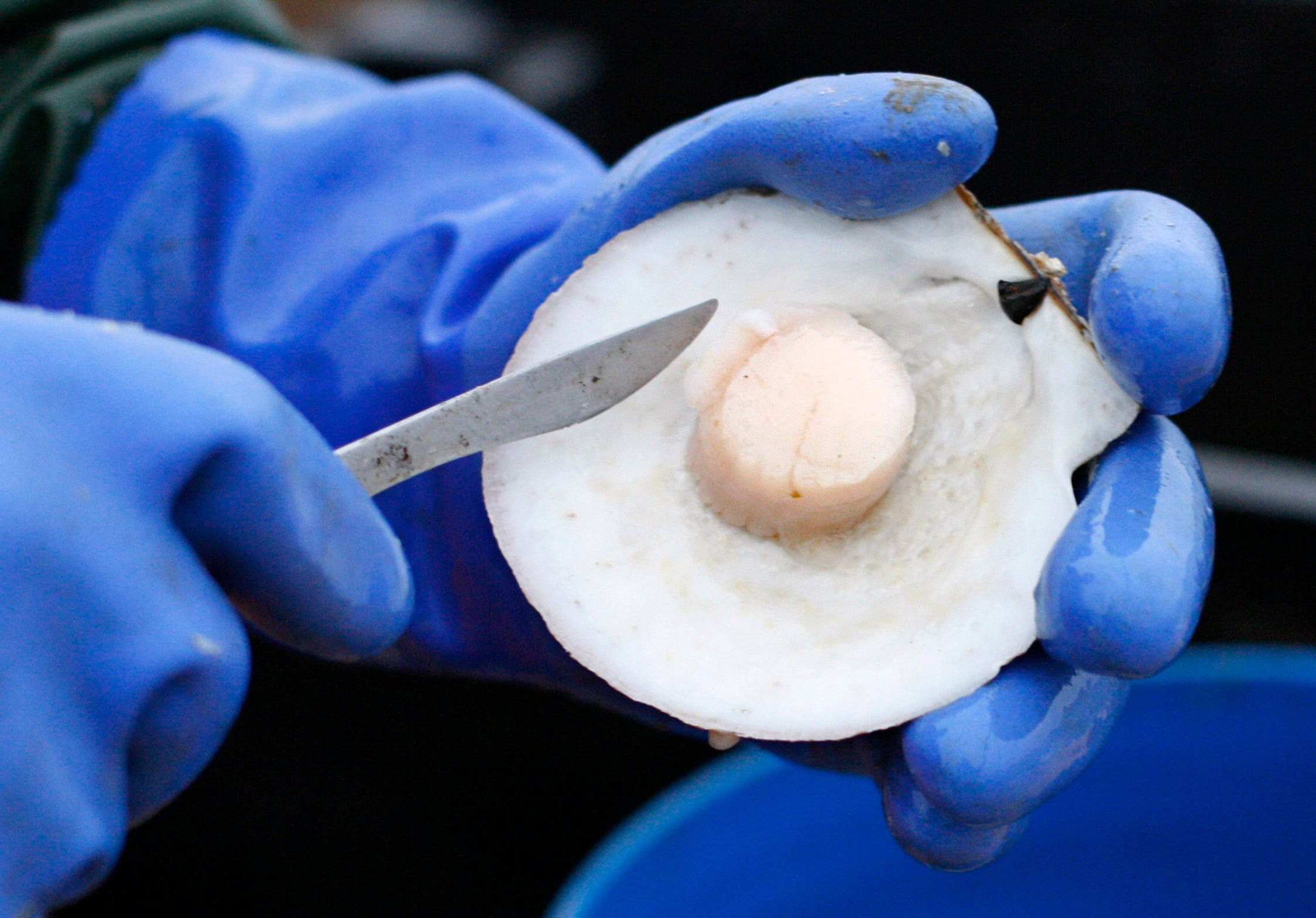 New Bedford fishermen net sea scallops—and the richest catch in the country