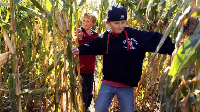 A pair of children plow through the maze at Connors Farm in Danvers.