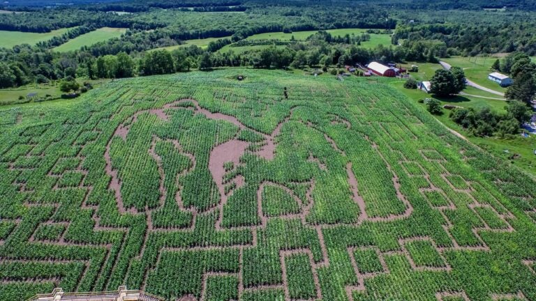 The 2015 maze at Great Vermont Corn Maze.