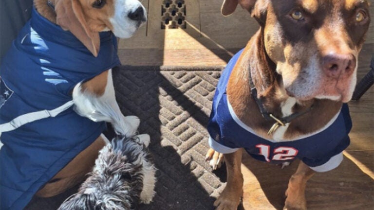 Tom Brady's dogs are in supportive gear for the Patriots game against  Steelers