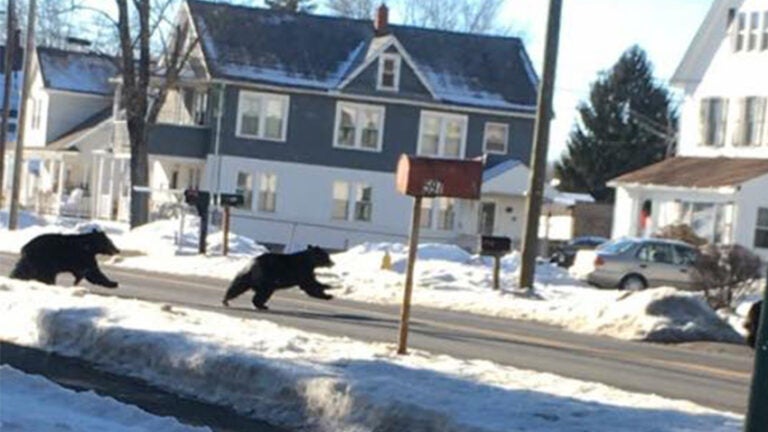 tbt I saw a bear in Massachusetts