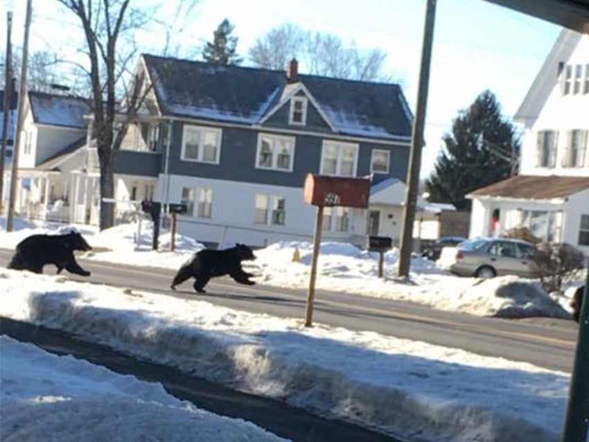 Two black bears are roaming around Agawam, defying hibernation expectations