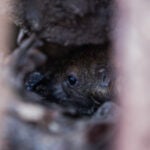 A rat looks out from a burrow hole as city of Boston's Inspectional Services fill rat burrows with dry ice to exterminate them at the Central Burying Ground during a demonstration on how the extermination is done for a workshop on rodent extermination in Boston, MA, April 27, 2016. (Keith Bedford/Globe Staff)