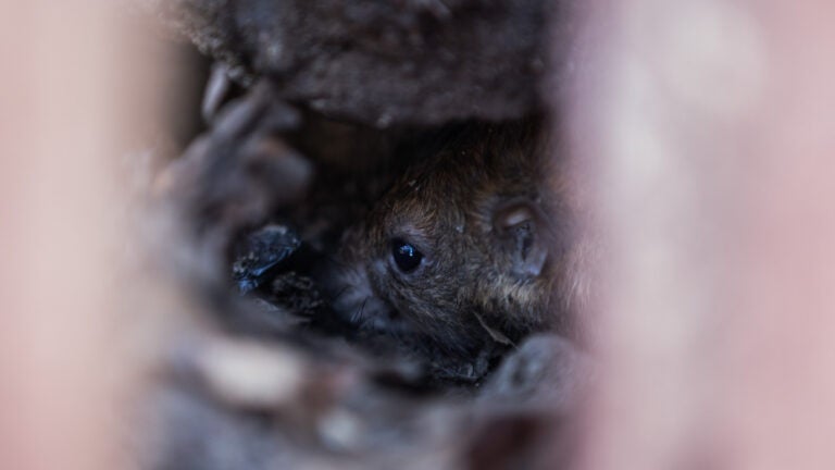 A rat looks out from a burrow hole as city of Boston's Inspectional Services fill rat burrows with dry ice to exterminate them at the Central Burying Ground during a demonstration on how the extermination is done for a workshop on rodent extermination in Boston, MA, April 27, 2016. (Keith Bedford/Globe Staff)