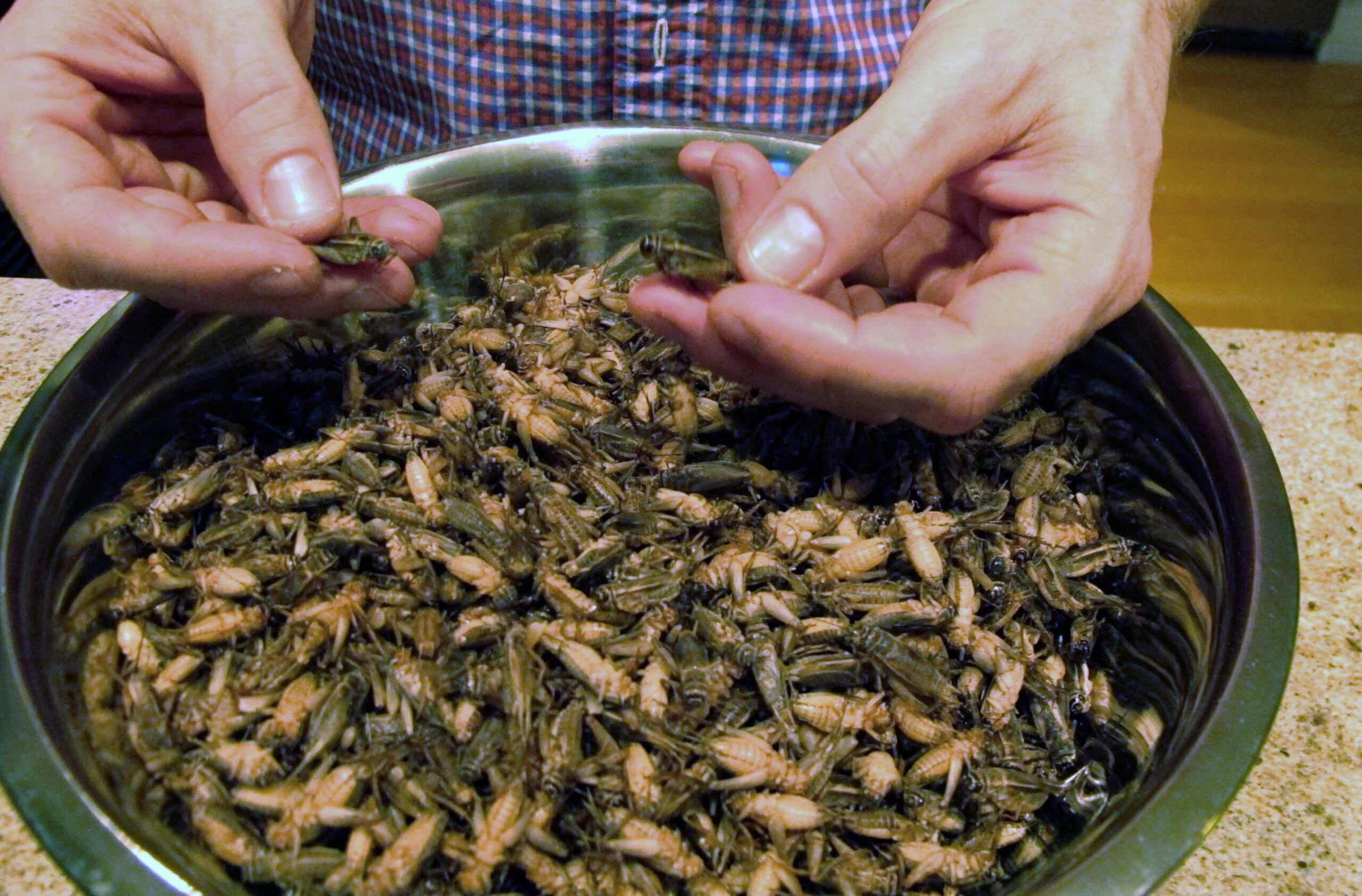 A growing number of farms are raising crickets for human consumption