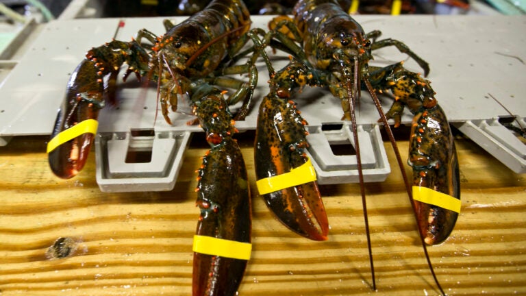 A Lobster's Age Doesn't Show, But DNA Could Give Hints