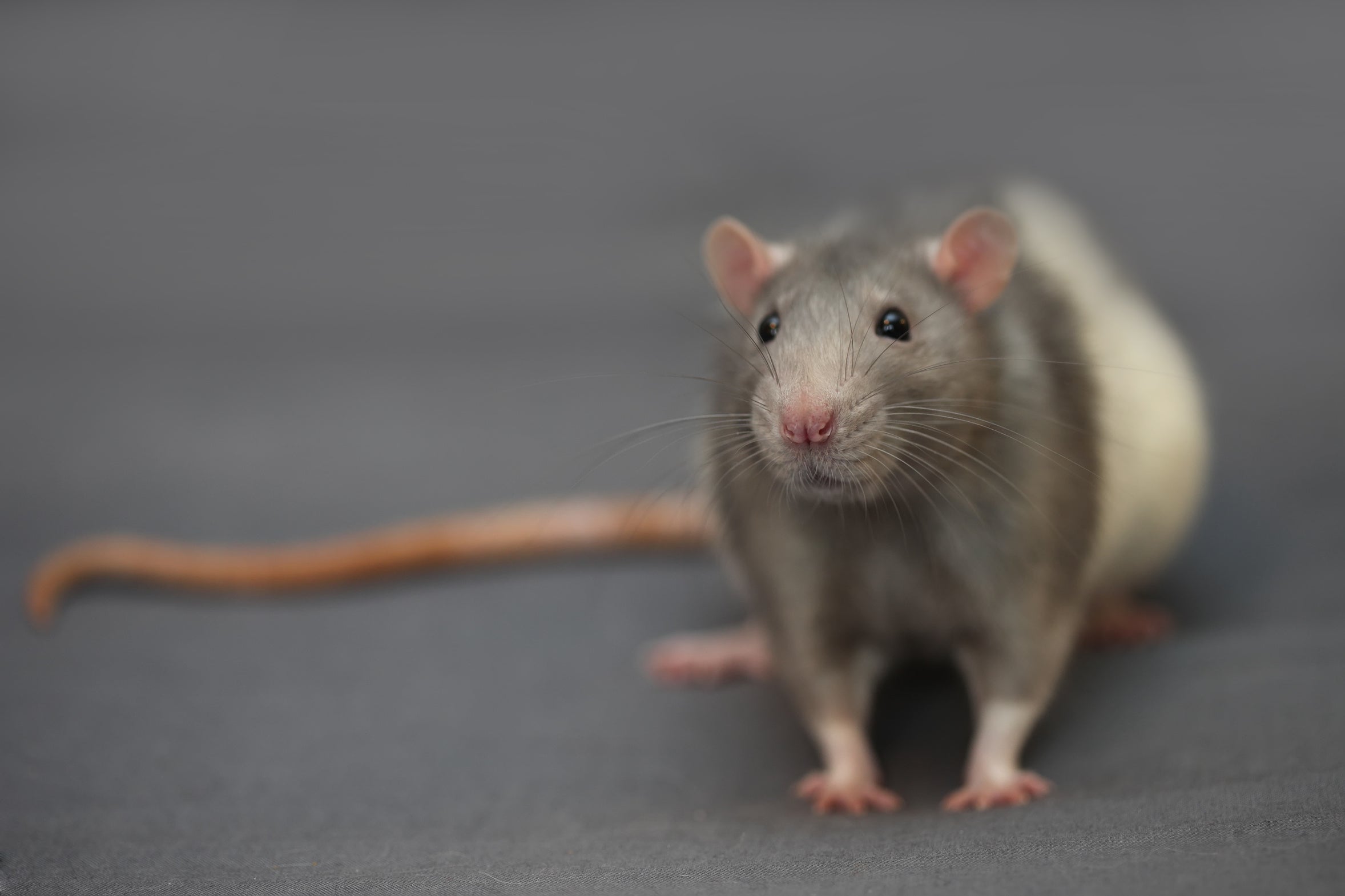 Rats! When your crawl space has critters - Ask the Expert, Home Improvement   Real Estate