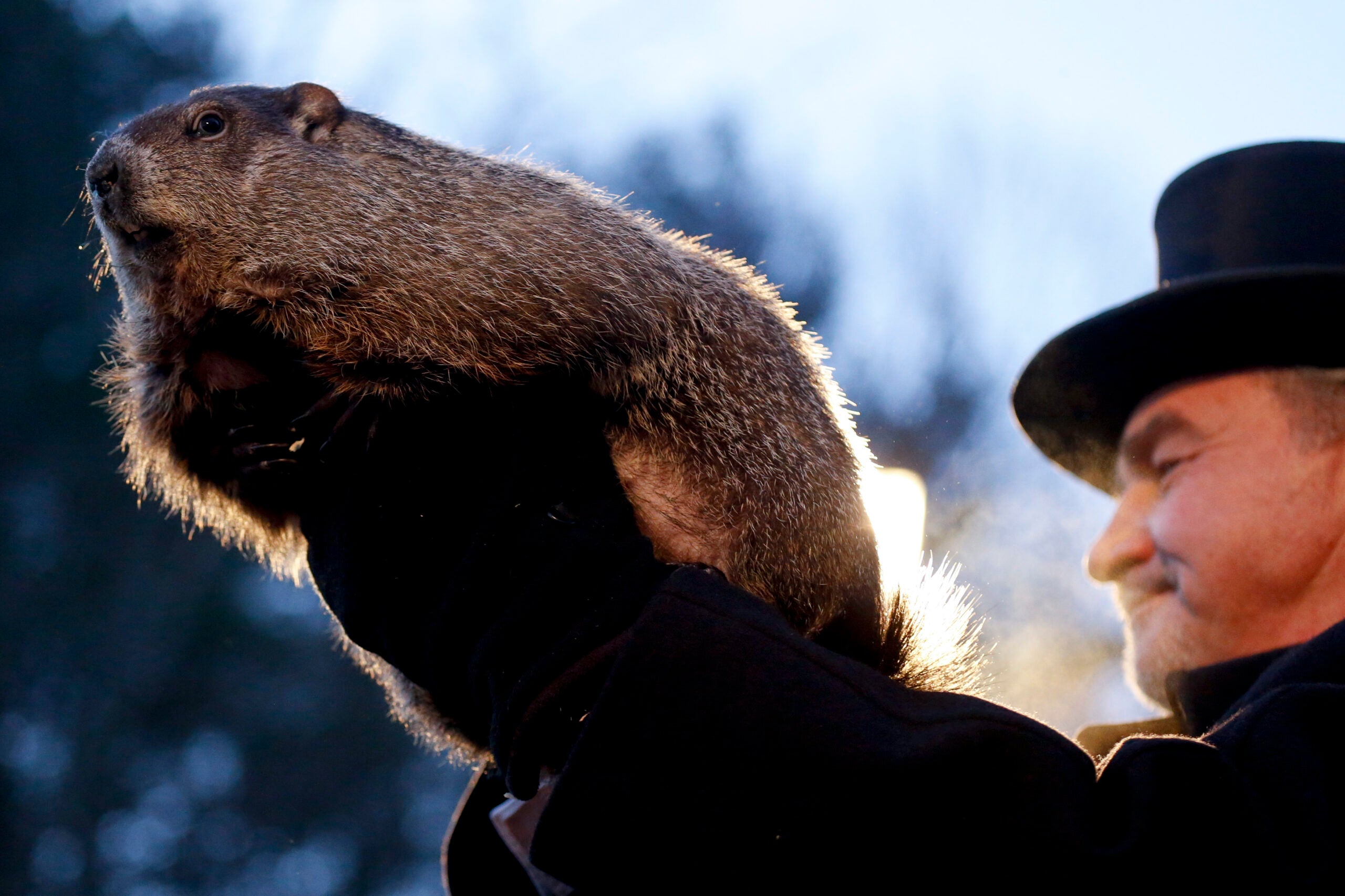 Here's how to watch the official Mass. groundhog make her prediction