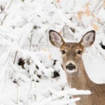 A deer in Philadelphia