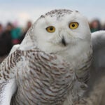 Snowy Owl