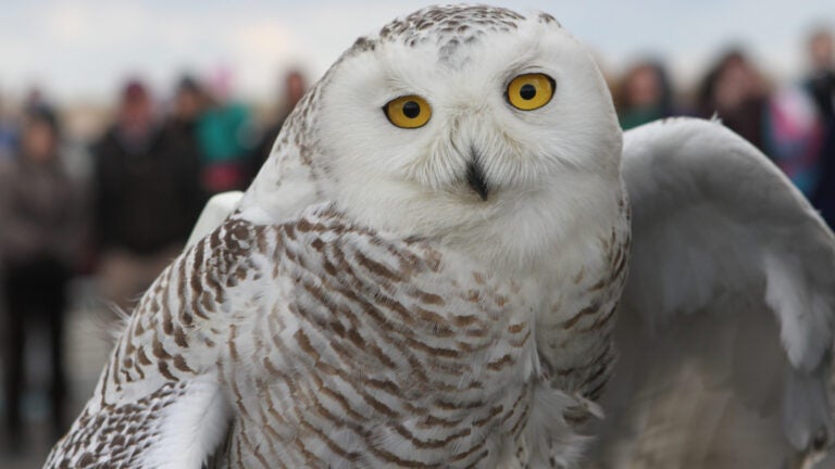 Snowy Owl