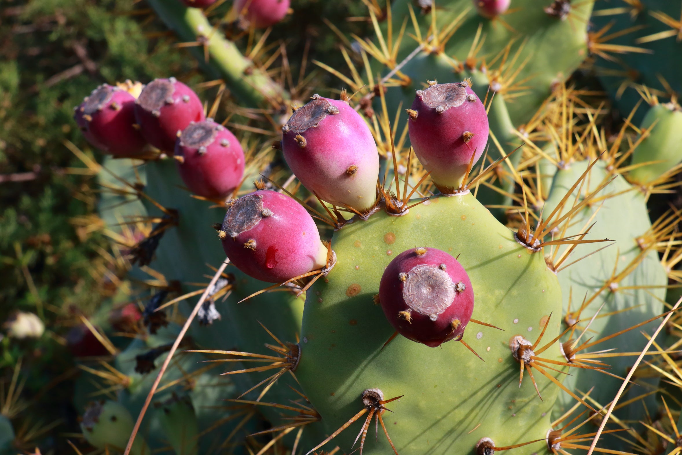 Cactuses Thrive In Your Heated Home - And On Neglect