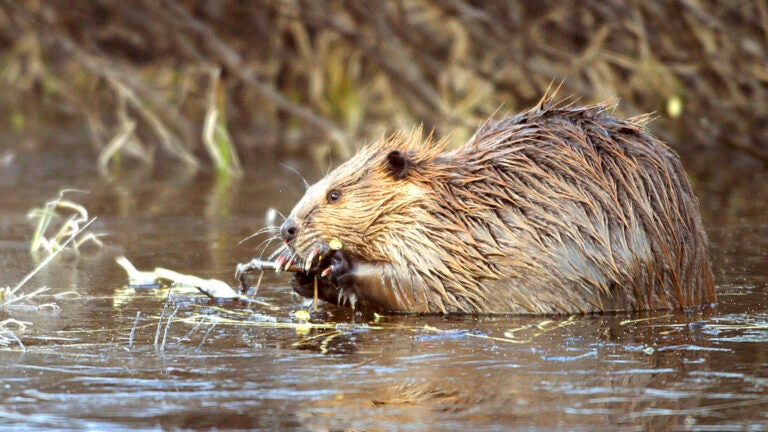 A Greenfield man was attacked by a beaver. Now, his case is being ...