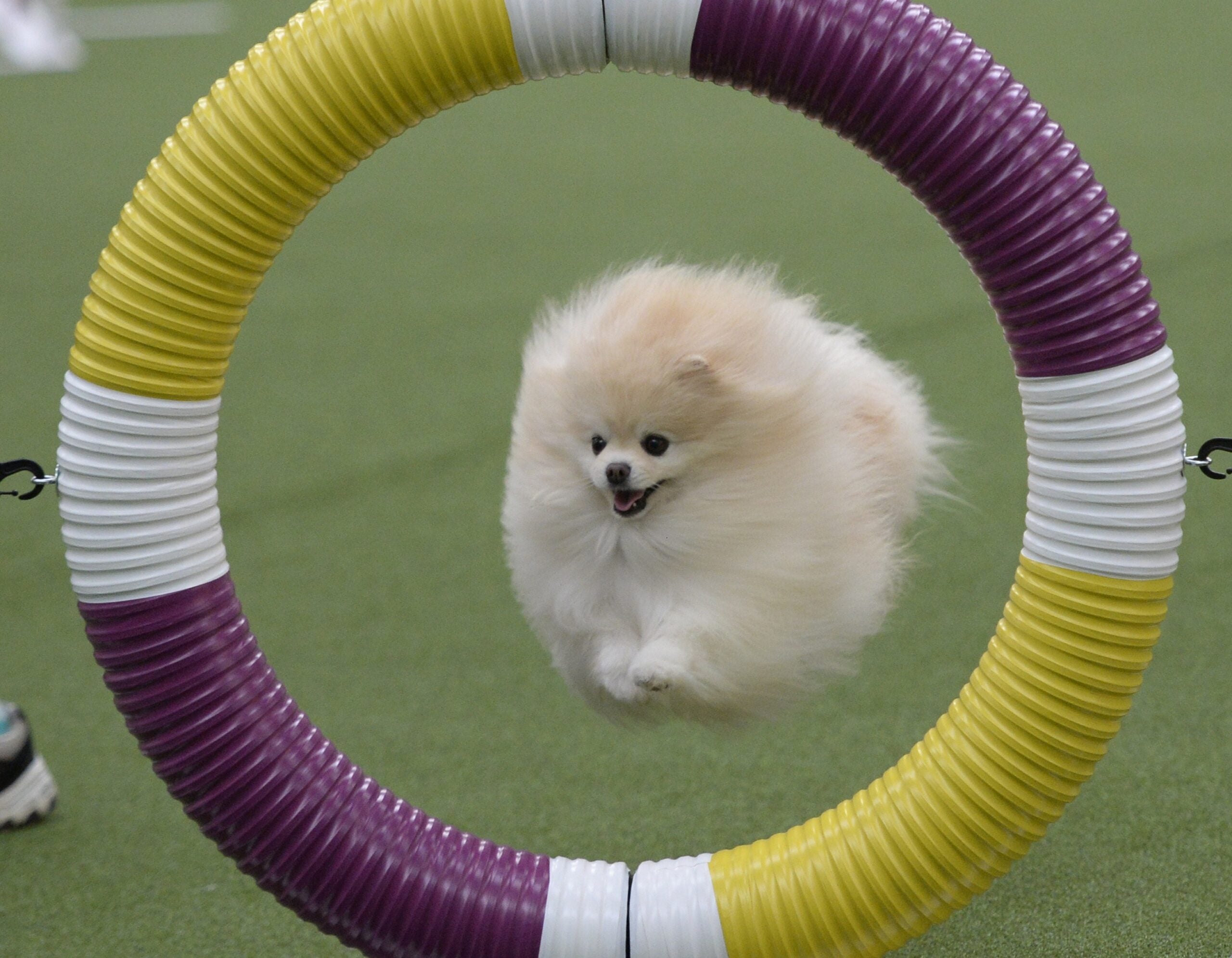 Westminster dogs compete in first Masters Agility Championship
