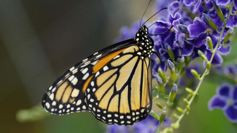 Museum of Science butterfly garden