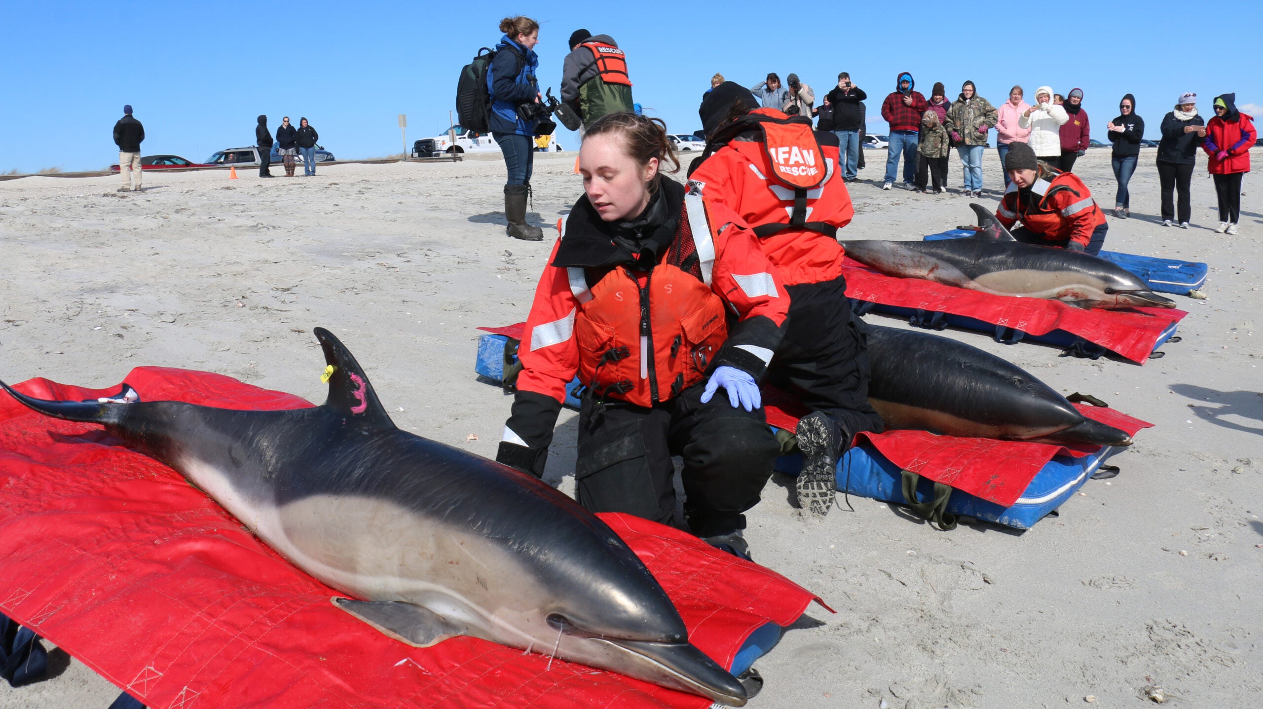 Watch rescuers save pregnant dolphins stranded in Wellfleet