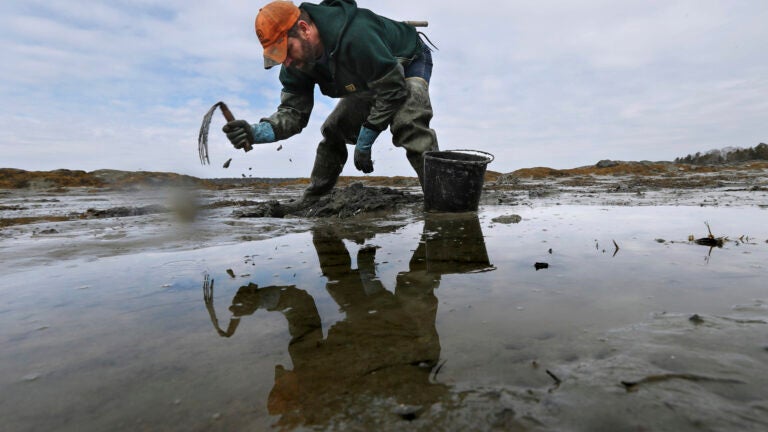 Mysterious drop in prized bait worms threatens a way of life