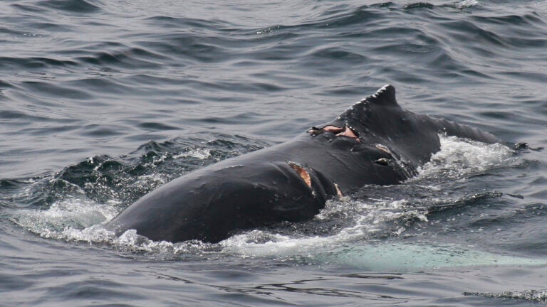 Researchers say boats are hitting whales in New England waters more ...