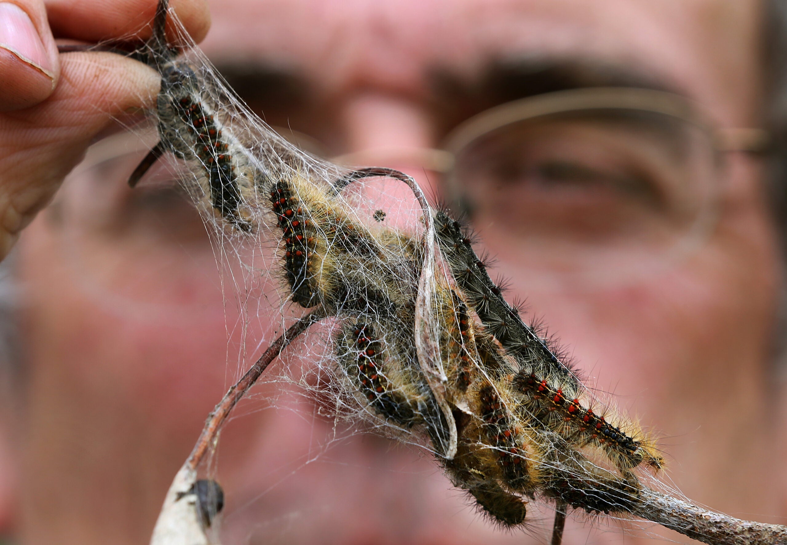 gypsy moths have to hatch in Massachusetts