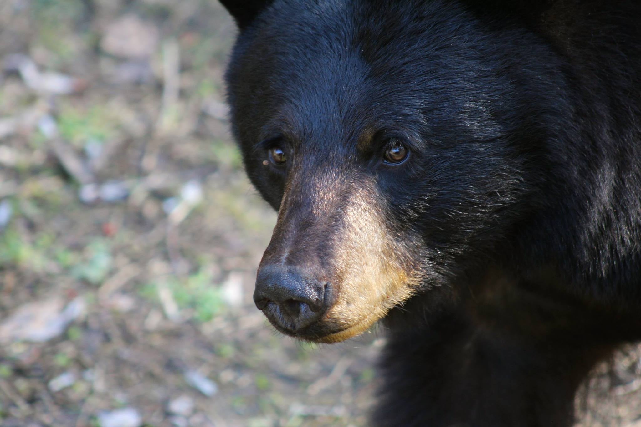 How New Hampshire's governor saved 4 bears from near-certain death