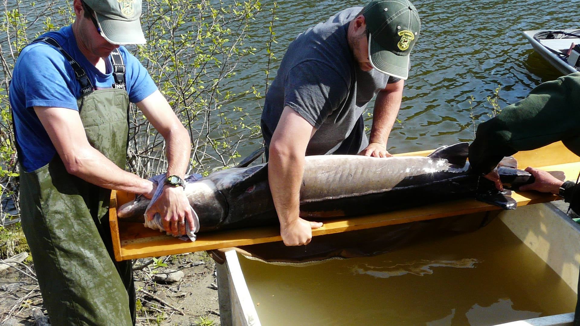 Lake Sturgeon: Lake Champlain's Living Fossil - Vermont Fishing