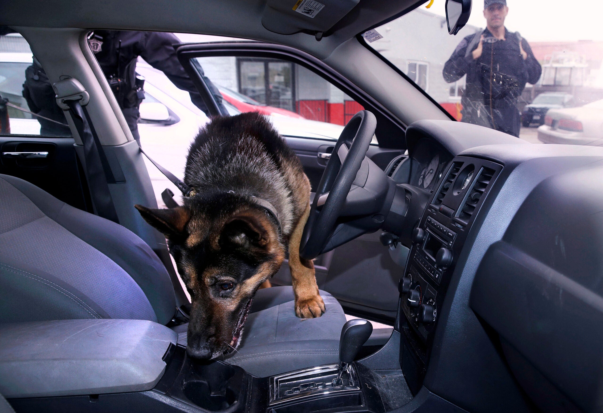 are police drug dogs trained for prescription drugs