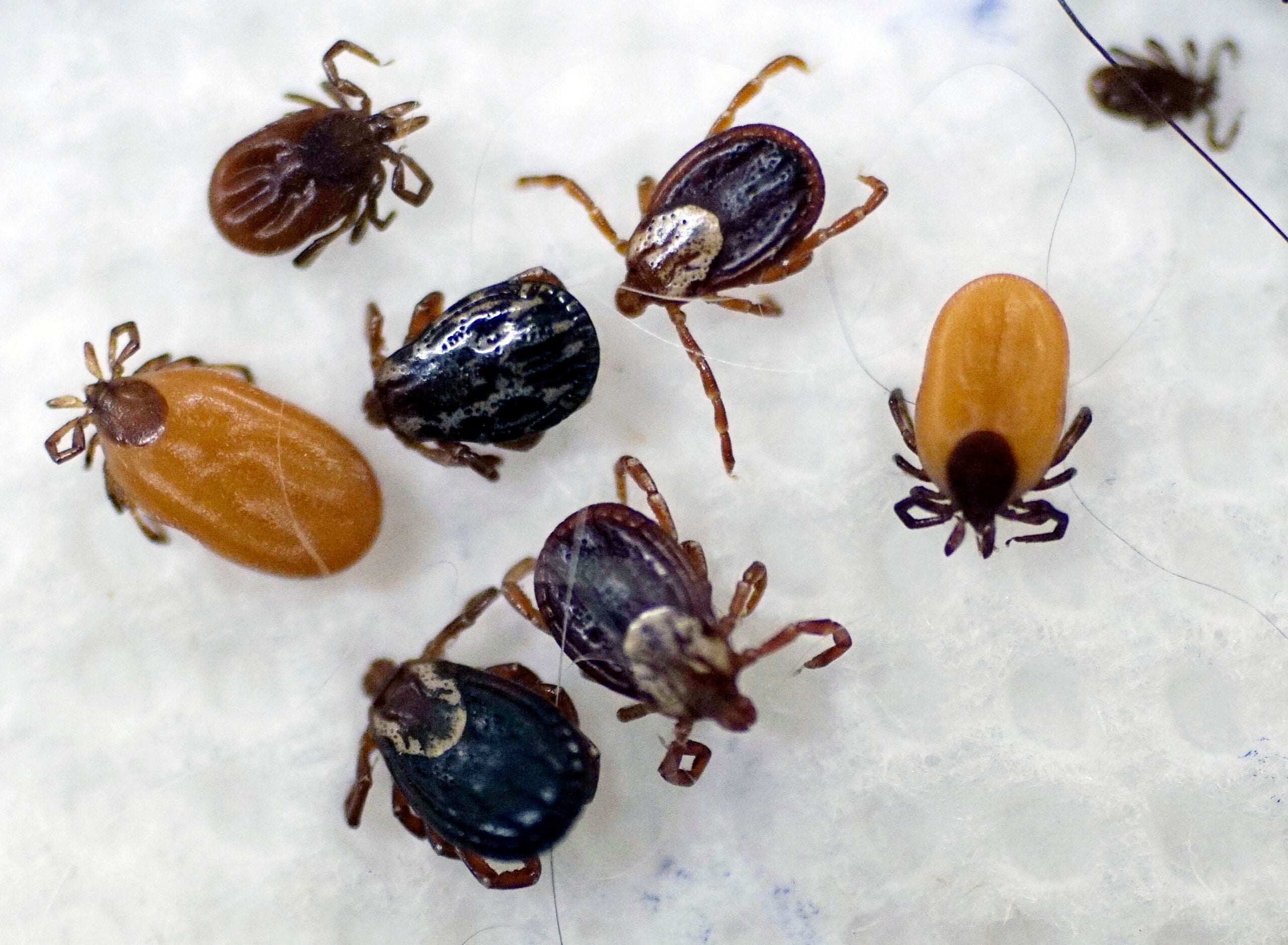 How Acorns Increase Ticks Populations