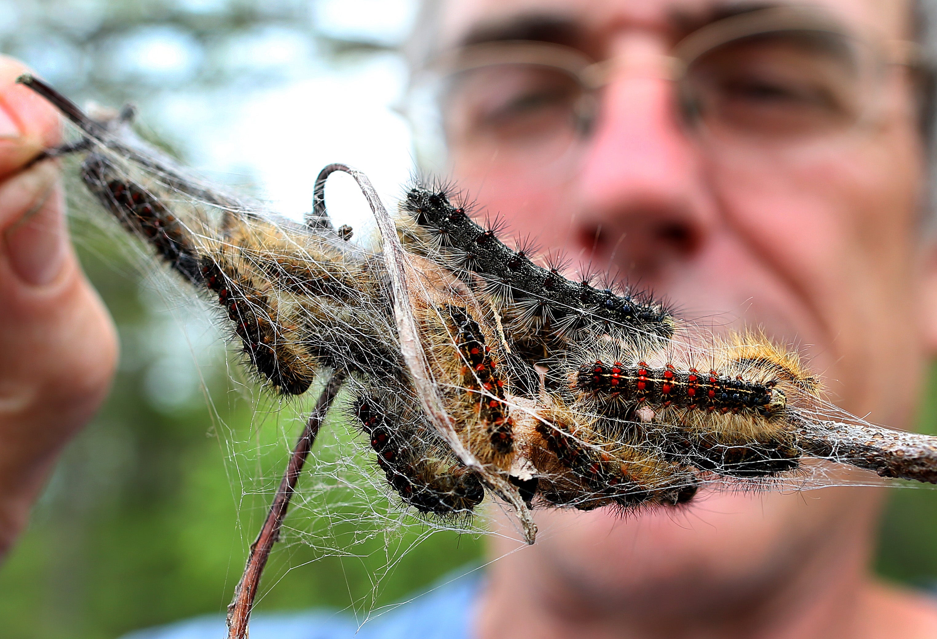 Everything you need to know about gypsy moths