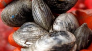 Emergency 'red tide' warning issued on Cape Cod