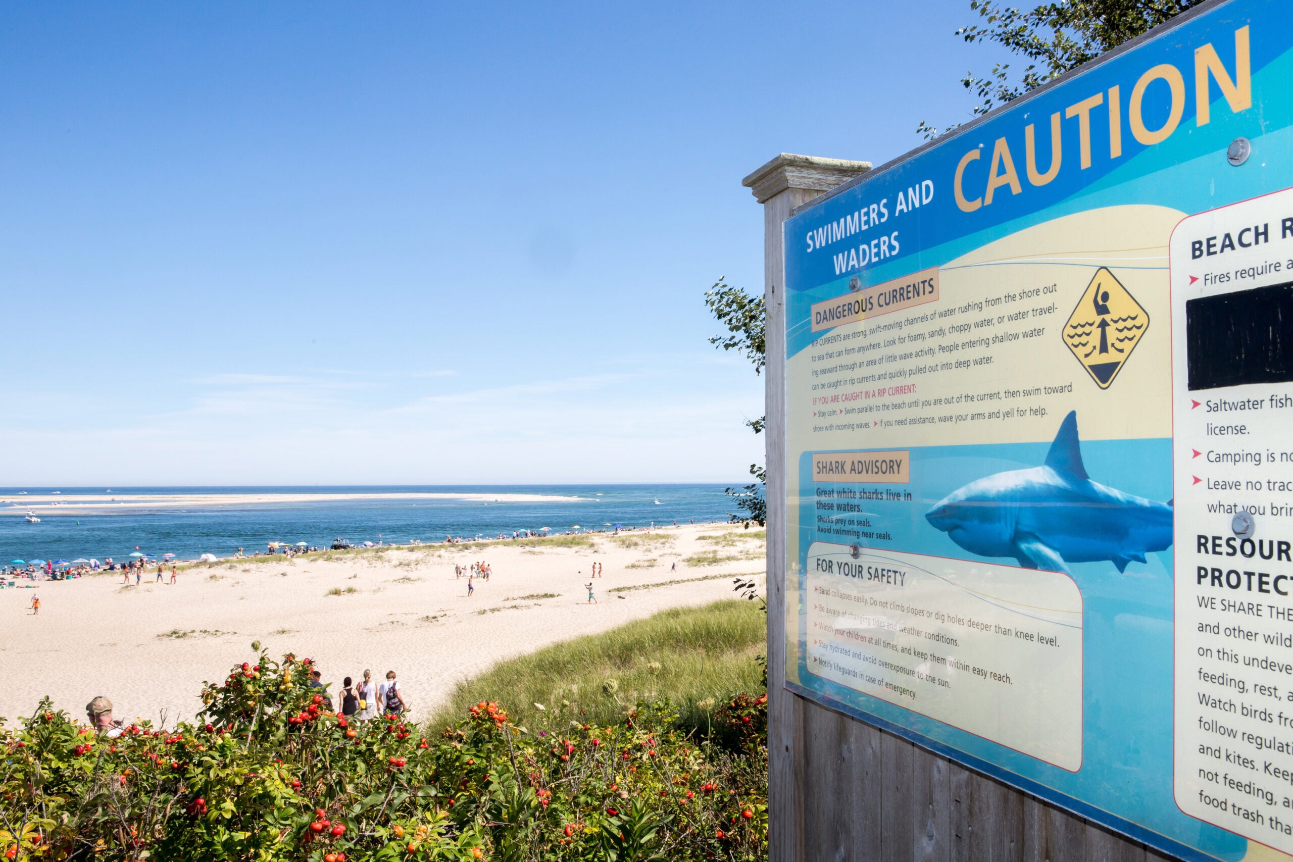 Nauset Beach sees 2nd shark attack on seal in about 2 weeks