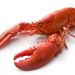 lobster
