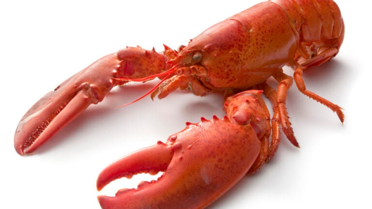 lobster
