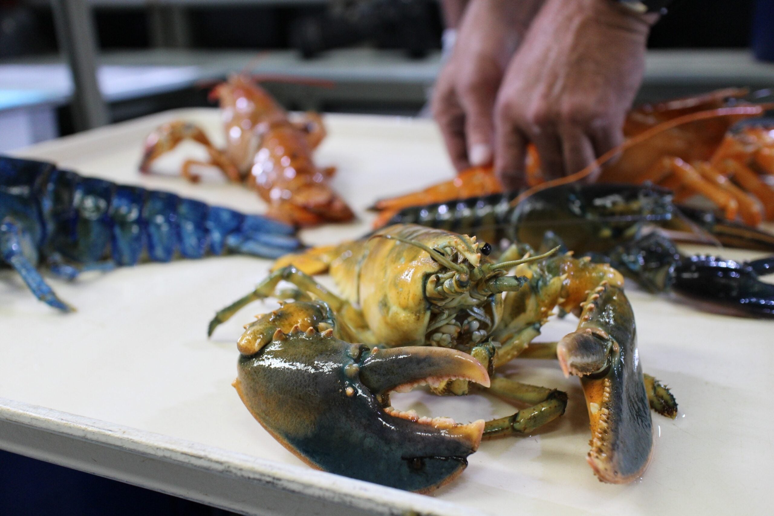 A rare yellow lobster joins New England Aquarium's