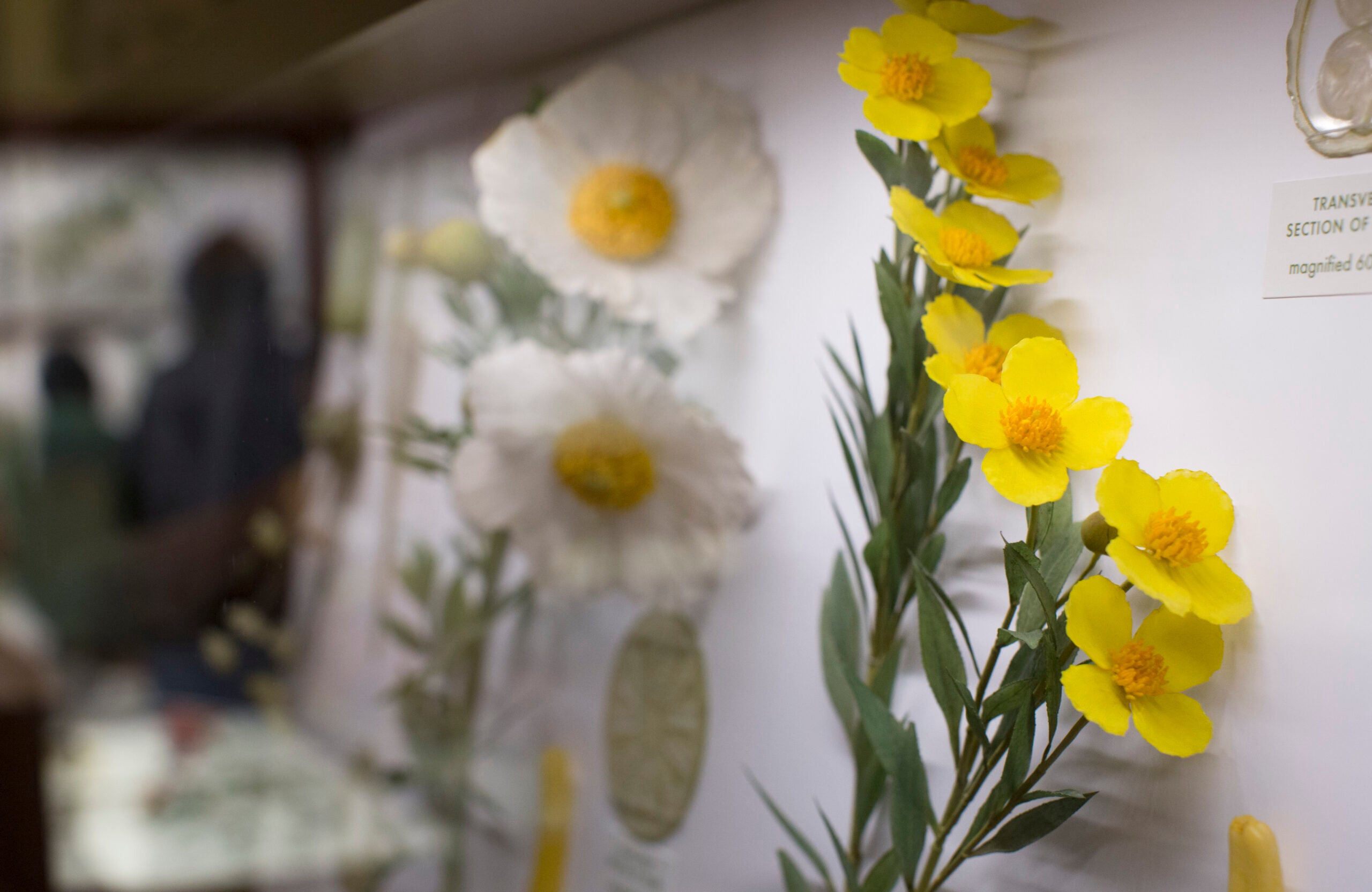 Video Gawk at the Harvard Museum's gleaming glass flowers