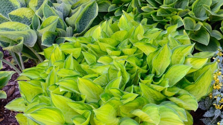 Hosta-Green-Gold-Variegated