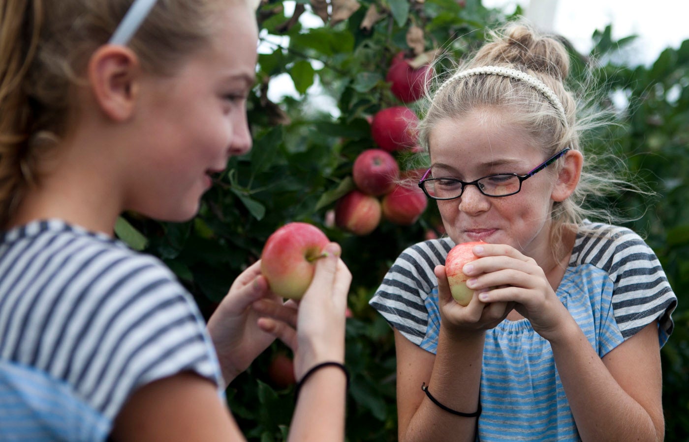 When to Pick Cortland Apples - Eat Like No One Else