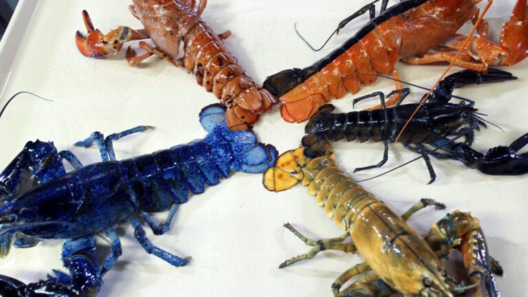 Orange, yellow, blue, and even 'Halloween': The rarest lobster