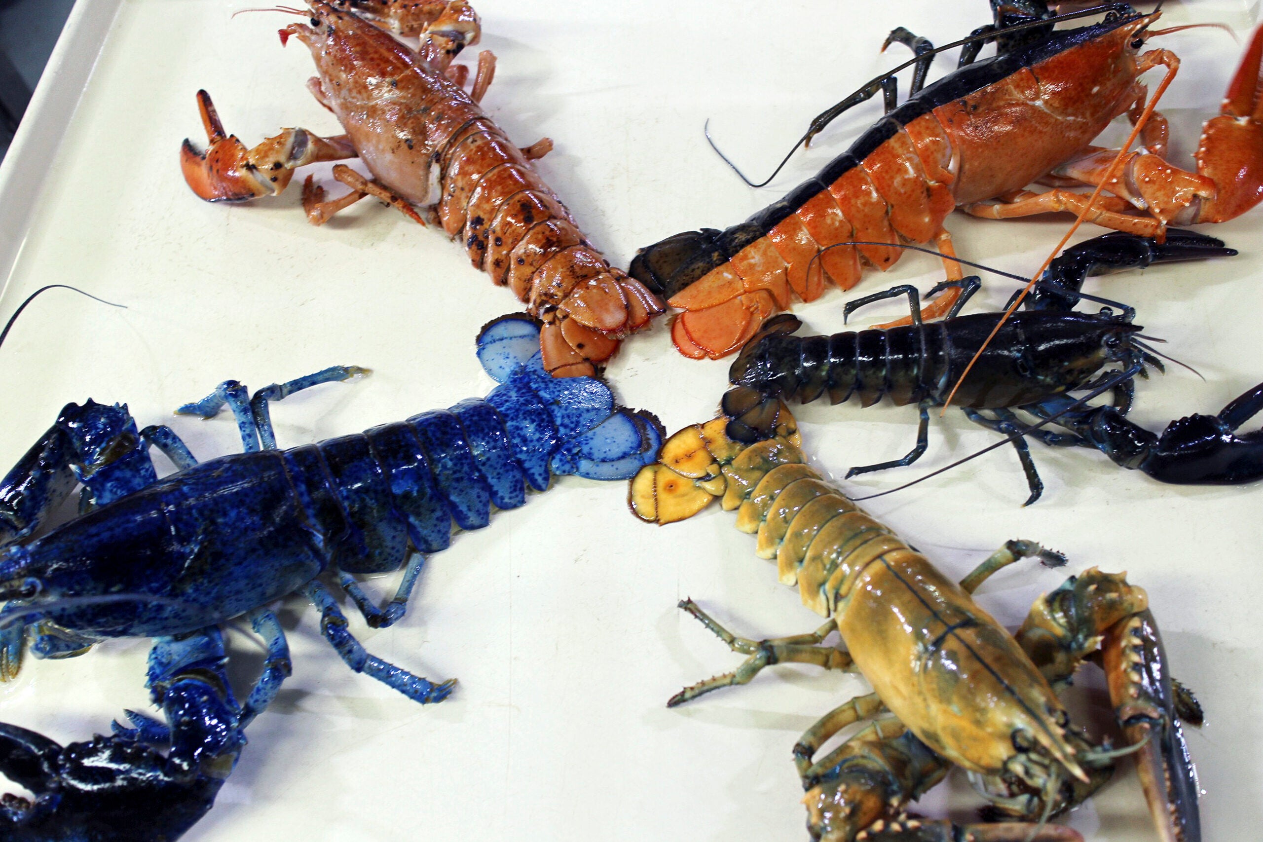 Orange Yellow Blue And Even Halloween The Rarest Lobster Colors 