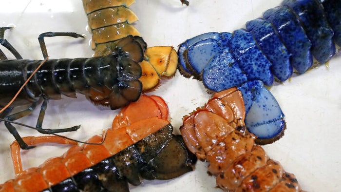 Rare Calico Colored Lobster Found In Restaurants Tank Now Headed For