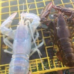 White lobster
