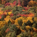 fall foliage in massachusetts