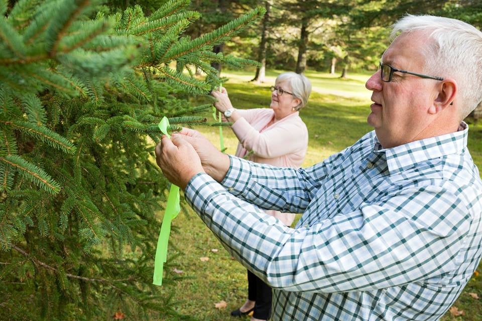 Here's the Christmas tree Nova Scotia is giving Boston for the 100th