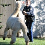 Alpacas On The Loose