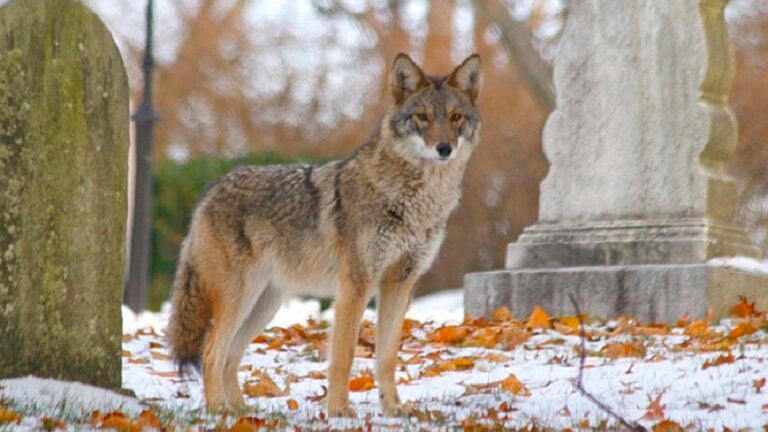 Coyote in Cambridge