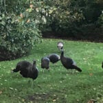 Charlie Baker Sees Turkeys