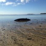 Whale Rescued in Wellfleet