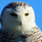 Snowy Owl