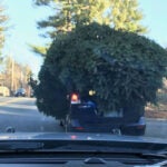 Huge Christmas Tree on Car