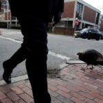 Wild Turkeys Behavior